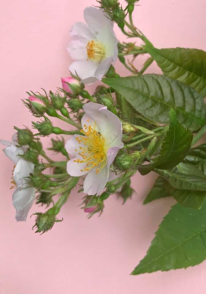 English Rose Fusion Mineral Paint