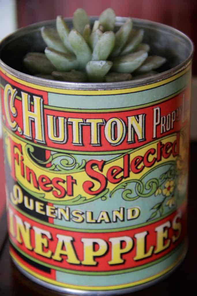 Hutton QLD Pineapples