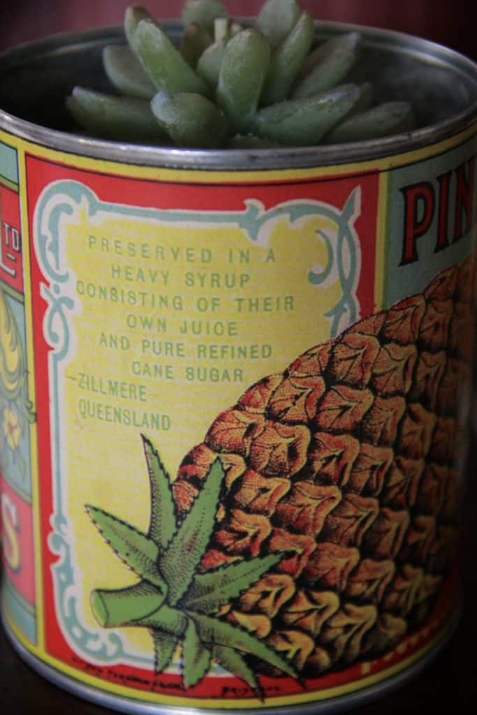 Hutton QLD Pineapples - Printed Canning Label - Image 6